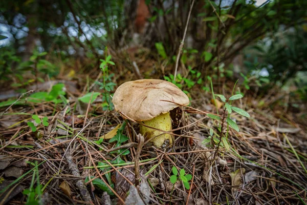 Gul svamp gömd under tallskog torra blad — Stockfoto