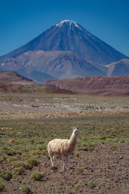 Atacama Llama ve Licancabur yanardağ zirve