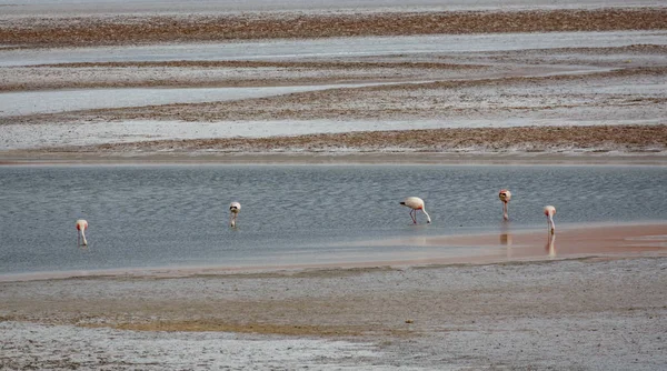 Flamingos auf Nahrungssuche in atacama salar — Stockfoto