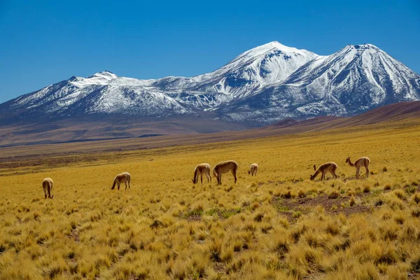 Vicugna vicugna bovini nell'altopiano di Atacama con cime vulcaniche innevate — Foto Stock