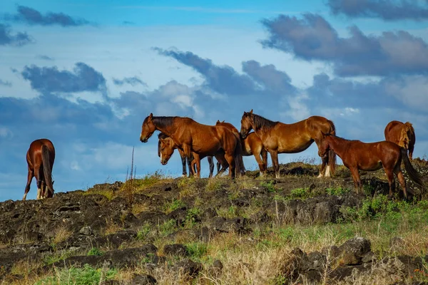 Caballos salvajes sobre las rocas y fondo azul del cielo —  Fotos de Stock