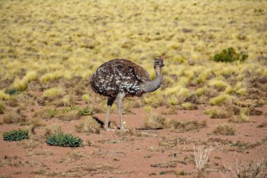 Yaylalarda Rhea pennata tarapacensis, Atacama