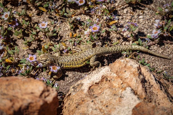 Wall lizard of the desert closeup top view — Stock Photo, Image