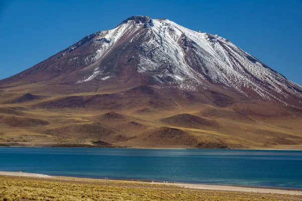 Laguna Miscanti contro vulcano innevato e vicugne Vicugna, altopiani di Atacama — Foto Stock