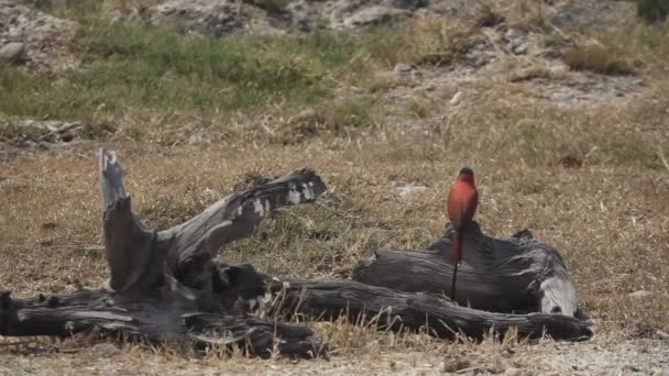 Southern Carmine Bee-Eater i Super slow motion — Stockvideo