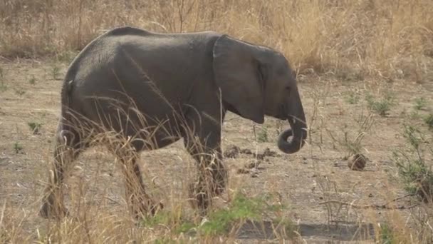 Wilder Baby-Elefant läuft in Superzeitlupe — Stockvideo