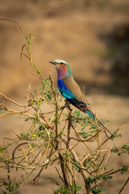 Carraca Lila, Coracias caudatus zarif mavi tüyleri üst ağaç tünemiş