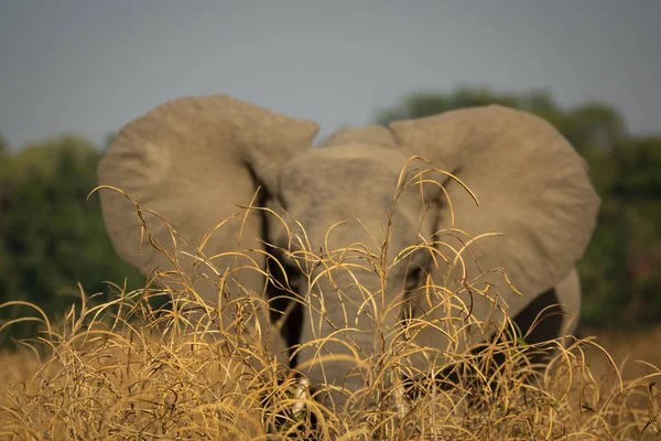 Blurred elephand with open ears behind bushes — Stock Photo, Image