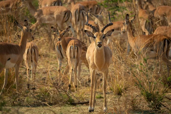 Male impala defending group of females, African wildlife — Zdjęcie stockowe