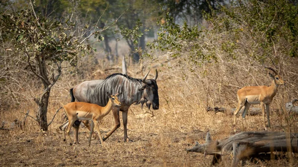 Wildebeest gyaloglás a Impala, mint barátok, oldalnézet — Stock Fotó