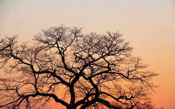 Afrikansk solnedgång med apelsin himmel och träd — Stockfoto