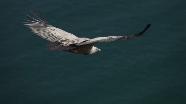 Top syn på gam mot havet flyger i Slow-Mo — Stockvideo