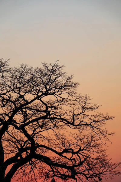 Hermosa puesta de sol con cielo naranja y árbol, composición vertical — Foto de Stock