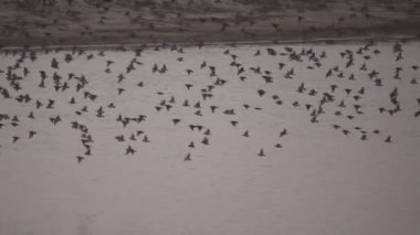 Redbilled Quelea, Quelea quelea büyük grup süper yavaş-mo uçan