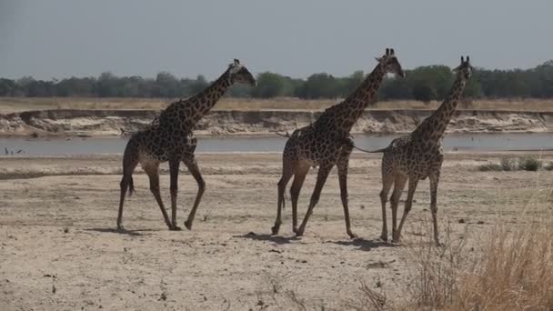 Три жирафа идут в супер медленном движении — стоковое видео