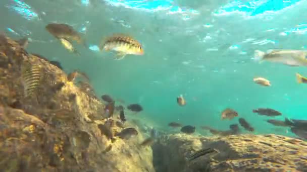 Colorful fishes in lake malawi, static camera — Stock Video