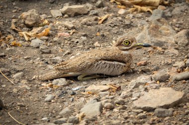 Burhinus oedicnemus perched on the ground with its big eye clipart