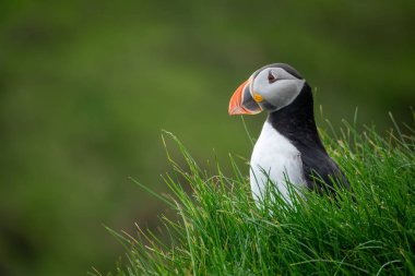 Tepedeki puffin profil görünümü