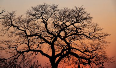 Turuncu gökyüzü ve ağaç ile Afrika alacakaranlık