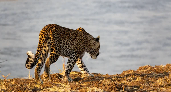 Vista trasera del leopardo caminando en la orilla del río —  Fotos de Stock