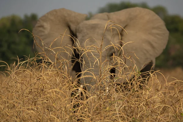 Elefante desfocado com orelhas abertas atrás dos arbustos — Fotografia de Stock