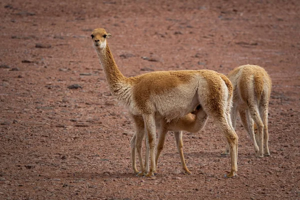 Drie Vicugna vicugnas in Atacama hoog plateau met babyvoeding — Stockfoto