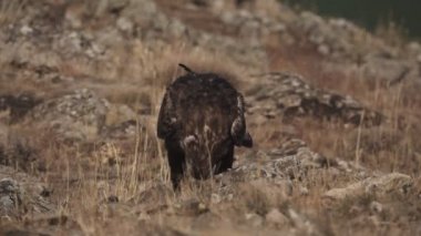 Aquila chrysaetos erkek yavaş-mo yerde beslenme