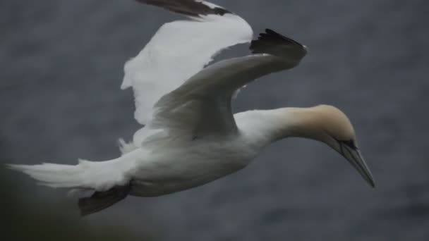 Morus bassanus flying gray ocean in slow-mo — Stock Video