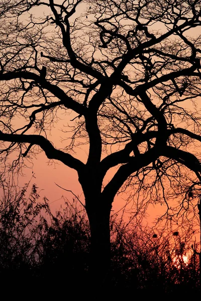 オレンジ色の太陽と木、垂直構成と美しい夕日 — ストック写真
