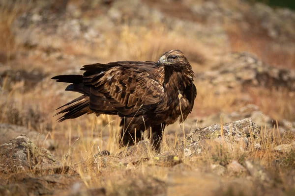 Aquila chrysaetos macho alimentándose en el suelo mirando hacia atrás —  Fotos de Stock