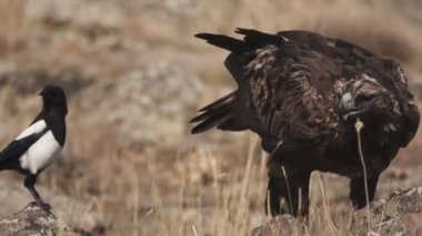 Aquila chrysaetos erkek saksağan ile yerde beslenme