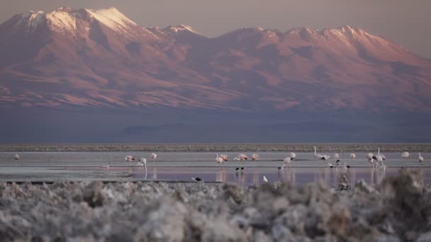 Caída del atardecer y flamencos aleteando sobre el salar de Atacama y la laguna de Chaxa — Vídeos de Stock