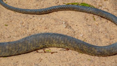 Dendroaspis polilepis, yerde siyah mamba derisi