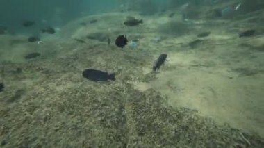 Göl malavi solorful balıklar aşağıdaki