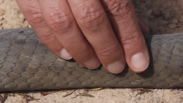 Dendroaspis polylepis, tocando a pele de mamba preta no chão — Vídeo de Stock