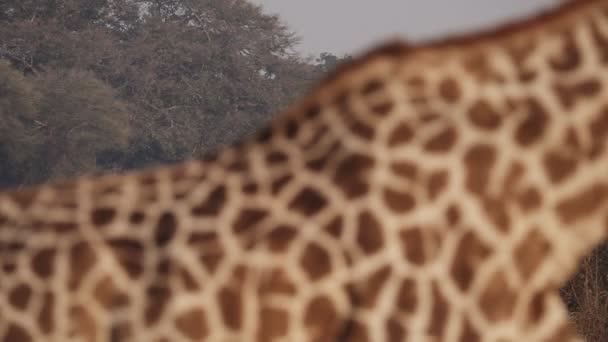 Homályos zsiráf felfedezi 2 zsiráfok fókuszban