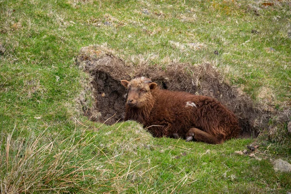 Einzelne braune Schafe in einem geschützten Loch — Stockfoto