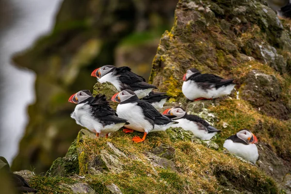 Profiel weergave van de papegaaiduiker groep over de rots — Stockfoto