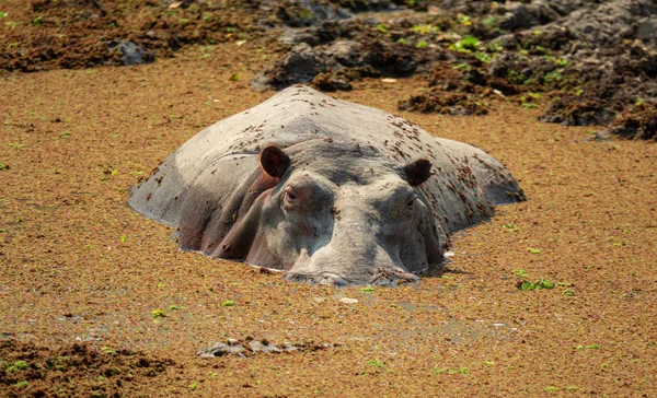 Hippo in the middle of the mud