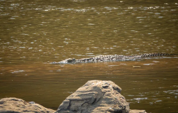 Ogromny krokodyl w pobliżu brzegu rzeki, widok profilu — Zdjęcie stockowe