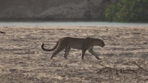 Nehir kenarında kumüzerinde yürüyen leopar — Stok video