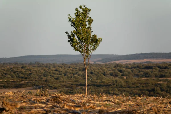 The last tree in the forest, long shot — Stock Photo, Image