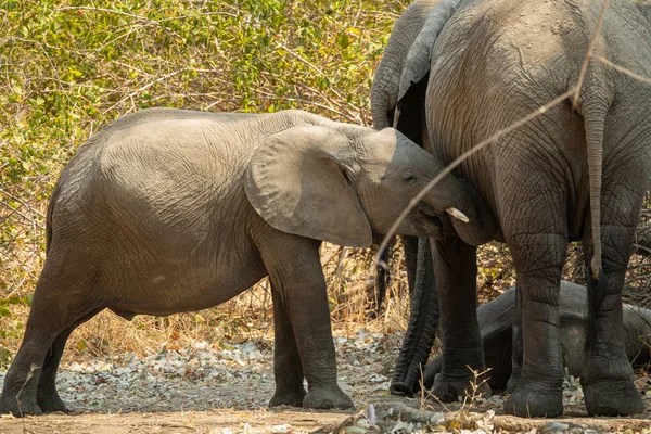 Baby elephant asking for cuddle to mom