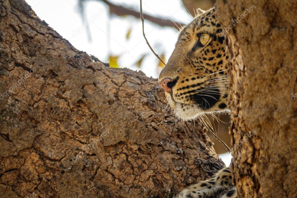 Profile view of leopard face over the tree looking for preys