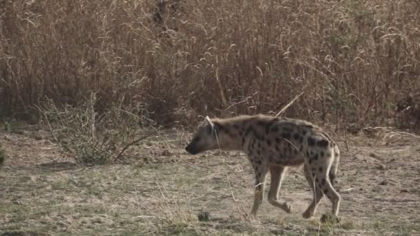 Hiena caminando en cámara súper lenta en la naturaleza — Vídeos de Stock