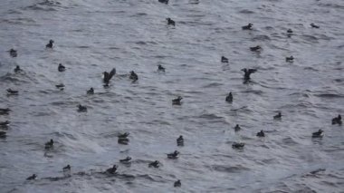 Yavaş-mo kanatları çırpan su üzerinde Puffins