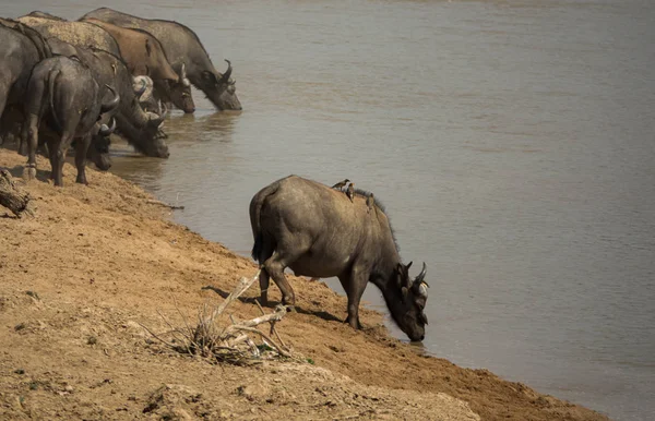 Buffalo drinking water distant from the herd — Stock Photo, Image