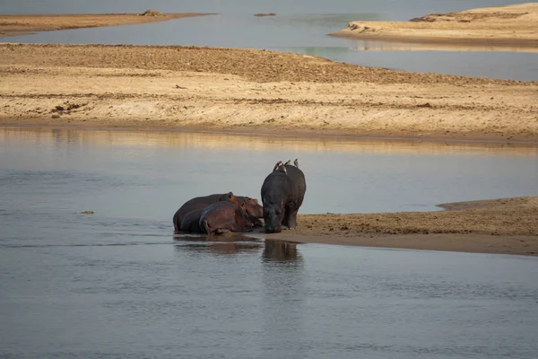 Hippos in the river shore, long shot — Stock Photo, Image