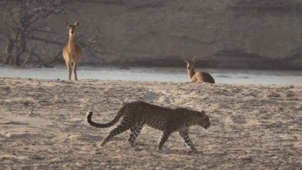 Fantasztikus kilátás leopárd séta felső a homok mellett Puku — Stock videók