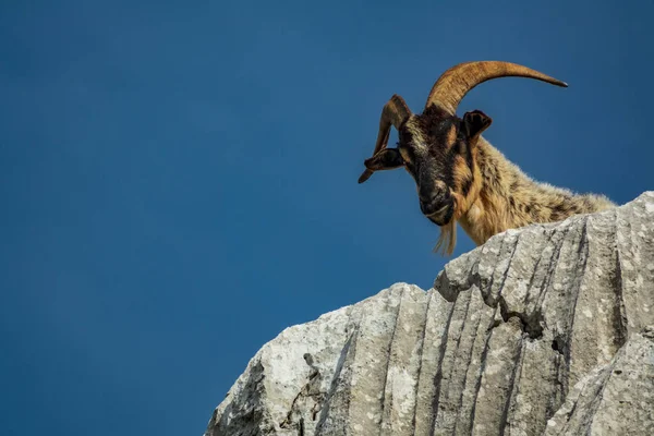 Geïsoleerde geiten hoofd kijkend naar beneden vanaf de top van de rots — Stockfoto